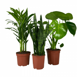 Fosby-Tuincentrum-kamerplanten Fosby-Tuincentrum-kamerplanten
